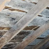 Mold growth spread across attic roof boards and rafters